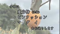 旬だより　令和５年１１月