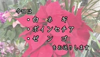 旬だより　令和５年１２月
