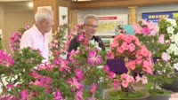 さつき花季展示会