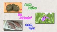 旬だより（かぼちゃ・ハナショウブ・マダイ）