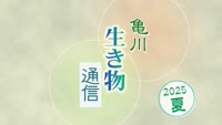 特集　亀川生き物通信～２０２５夏～