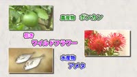 旬だより ポンカン・ワイルドフラワー・アメタ