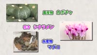 旬だより カボチャ・シクラメン・マダコ