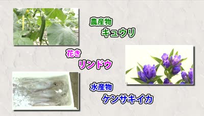 旬だより（キュウリ、リンドウ、ケンサキイカ）