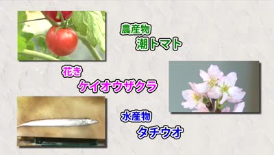 旬だより 潮トマト・ケイオウザクラ・タチウオ