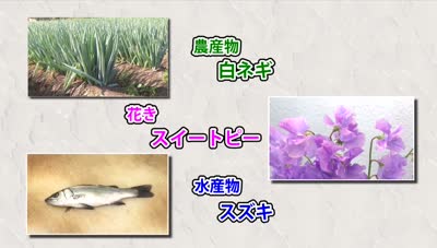 旬だより 白ネギ・スイートピー・スズキ