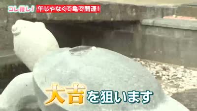 特集「コレ推し！ 午じゃなくて亀で開運！」