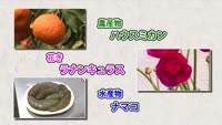 旬だより ハウスミカン・ラナンキュラス・ナマコ