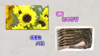 旬だより ヒマワリ・ハモ
