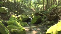 涼を求めて～猪の瀬戸湿原