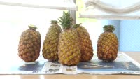 台南から園児にパイナップル提供