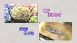 旬だより アジサイ・モイカ