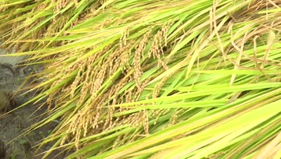 新嘗祭の新米刈る「抜穂式」