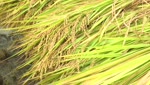 新嘗祭の新米刈る「抜穂式」