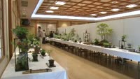 春の山野草・盆栽展