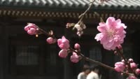覚正寺桜祭り