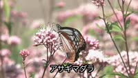アサギマダラが堀田に
